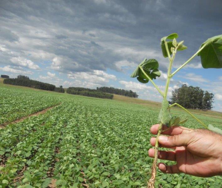 Laudo tecnico agricola