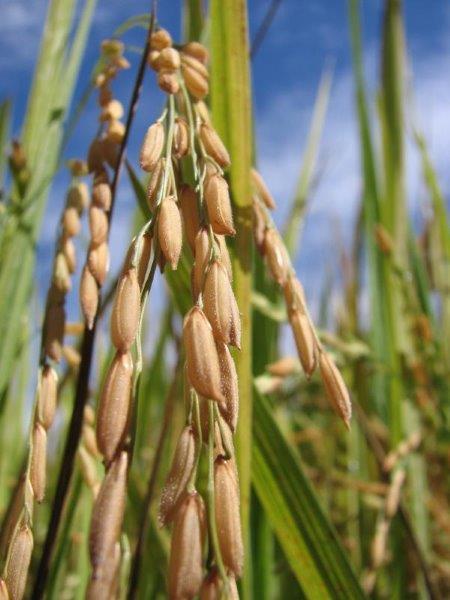 Laudos tecnicos agronomicos